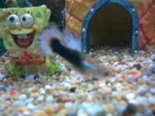 Bluey.JPG | Fish Forum