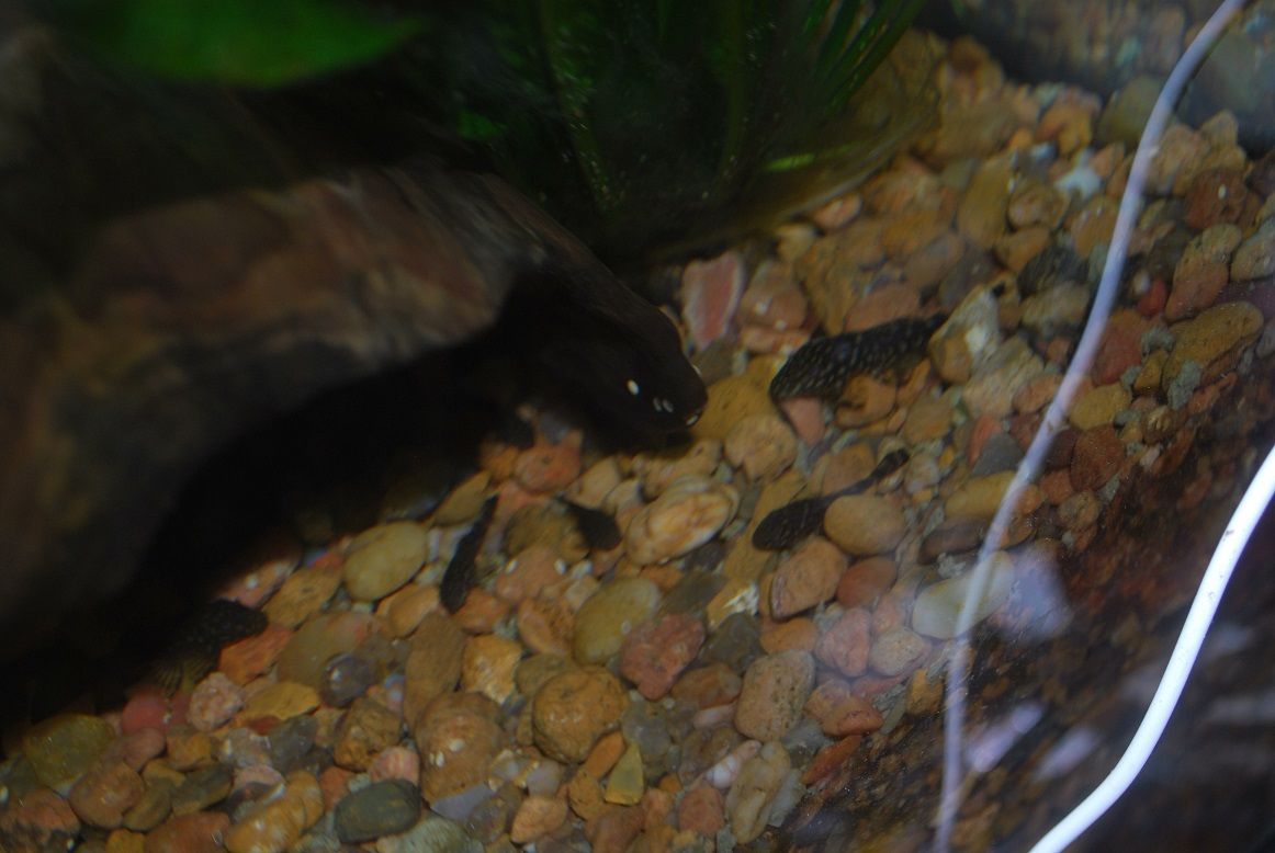 BN Plecos 1.jpg