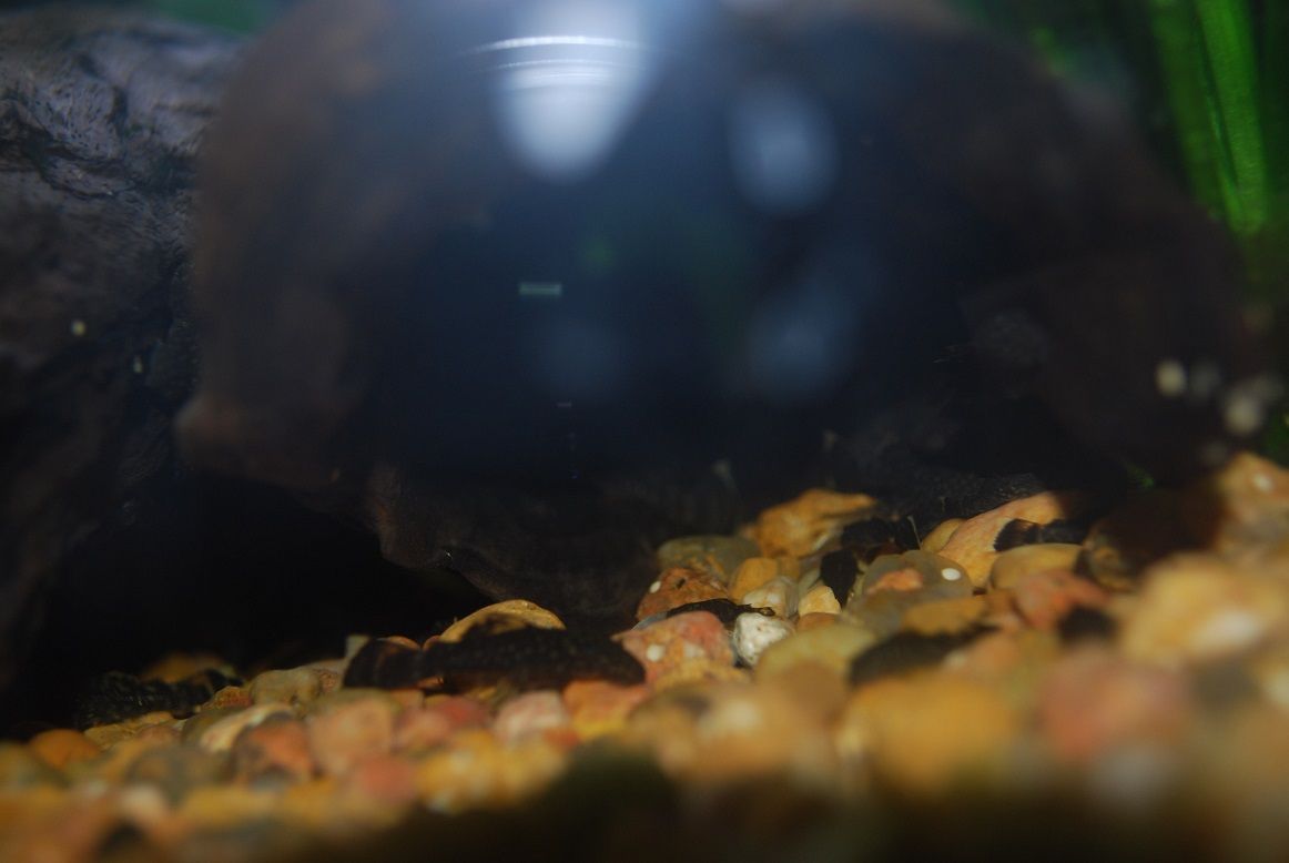 BN Plecos 2.jpg
