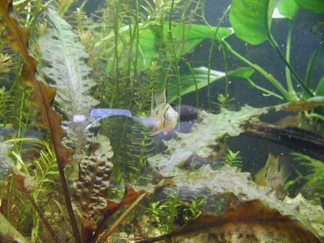 bolivian rams 003.JPG