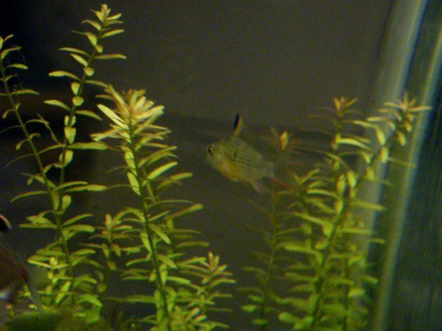 bolivian rams 004.JPG