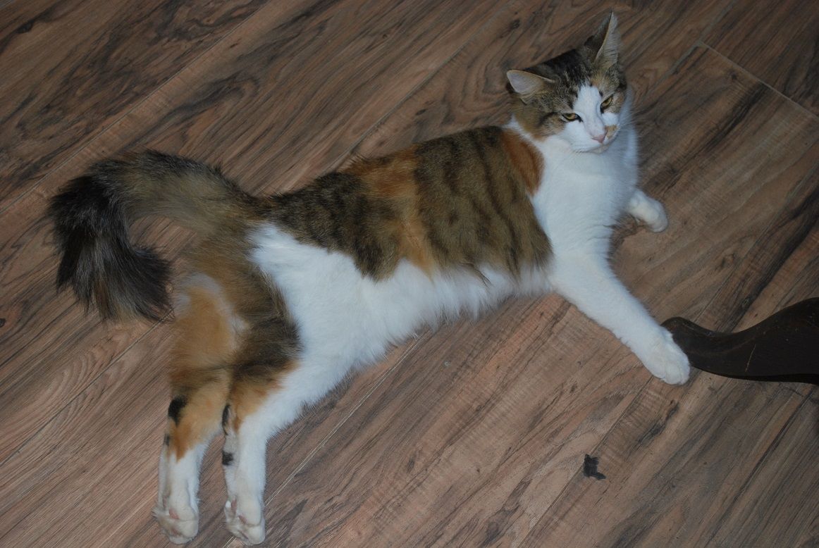 Bonnie Kitty on the floor.jpg