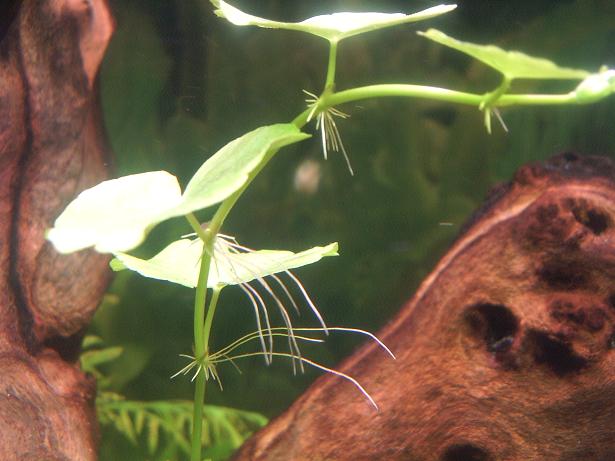 brazilian_pennywort.JPG