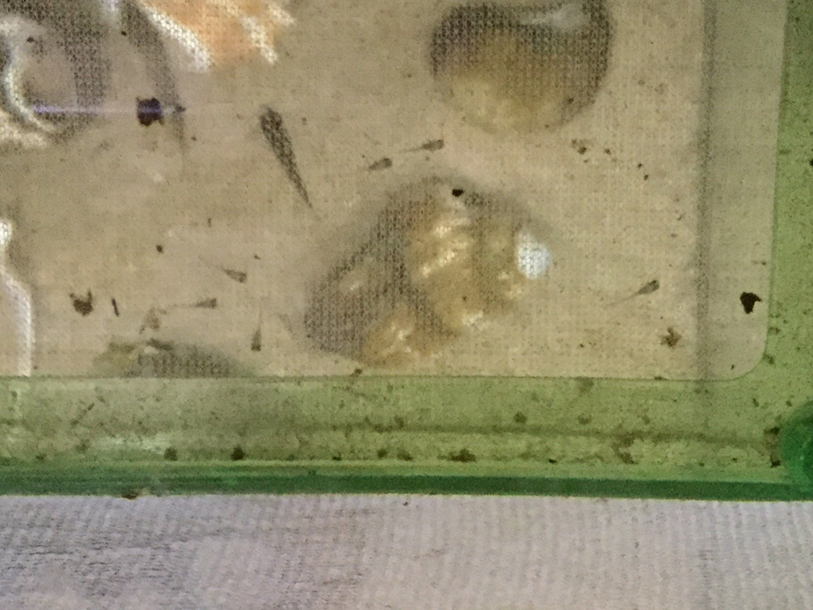 brichardi fry 8-7-18.JPG