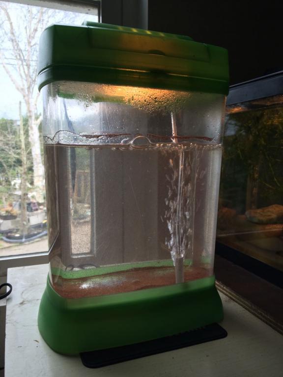 Grade A Brine Shrimp Eggs, 8 Ounces