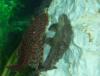 bristlenose.jpg