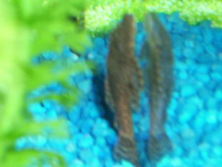 bristlenose2.jpg