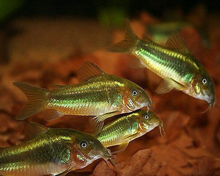 Brochis splendens - Emerald green cory.jpg