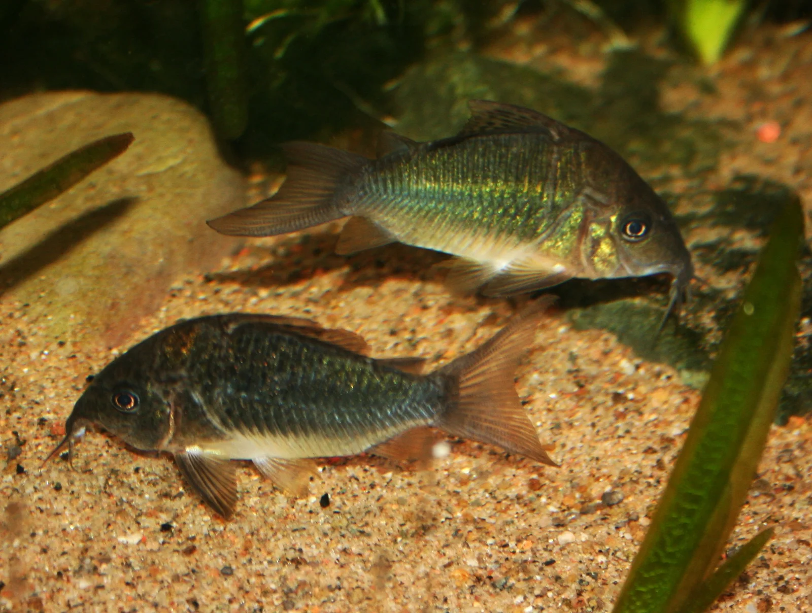 brochis splendens.webp