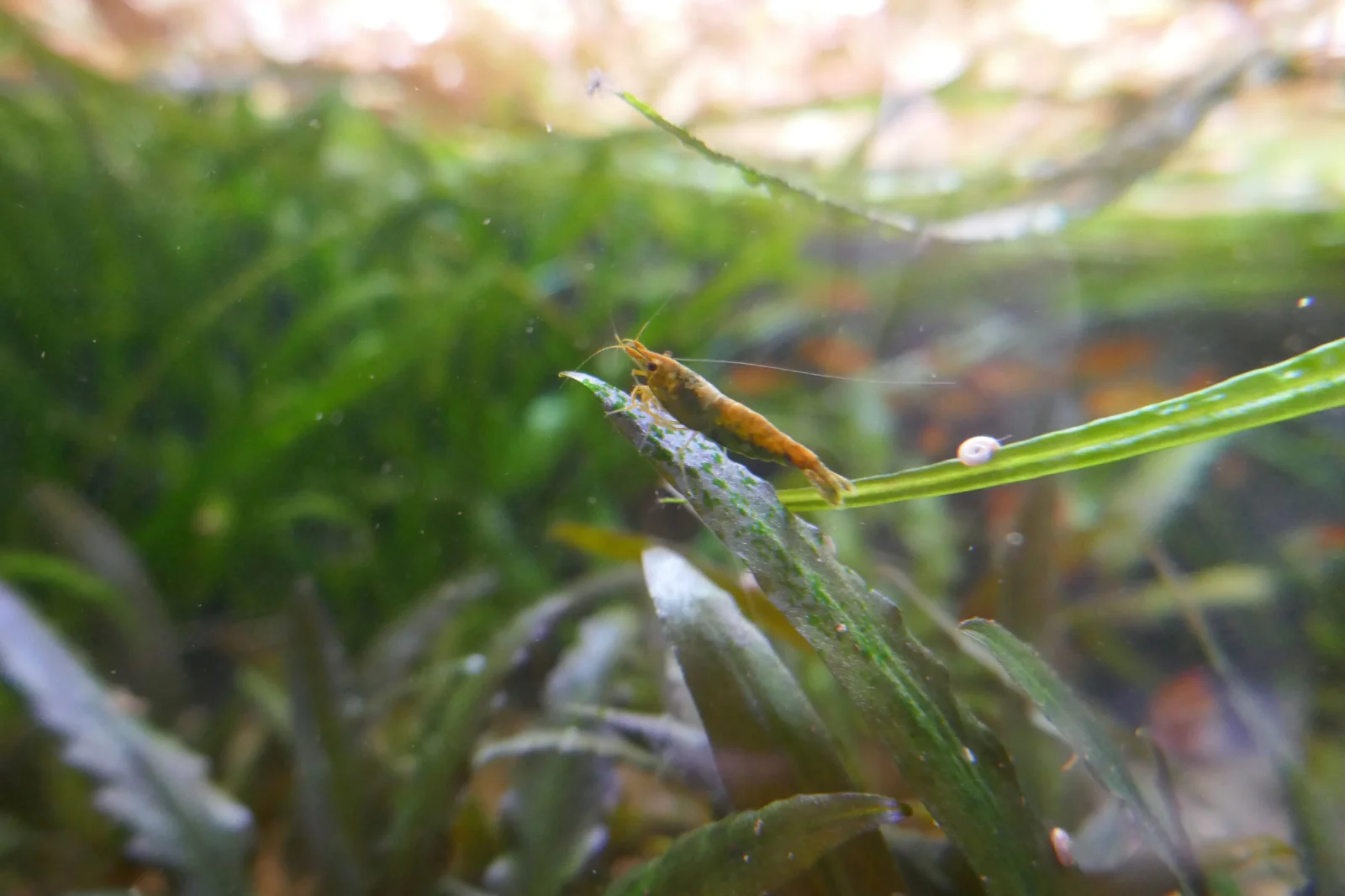 brown shrimp.webp