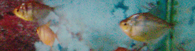 BT.gif