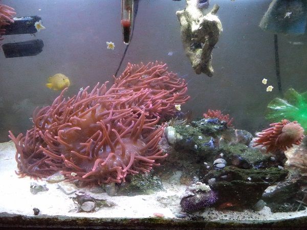 bta_clones2sm.jpg