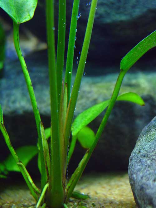 BubblePlant2.jpg