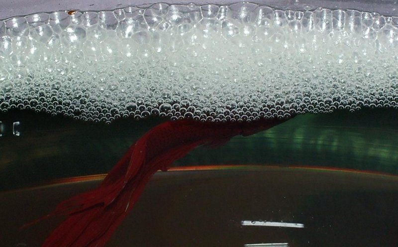 bubbles.JPG