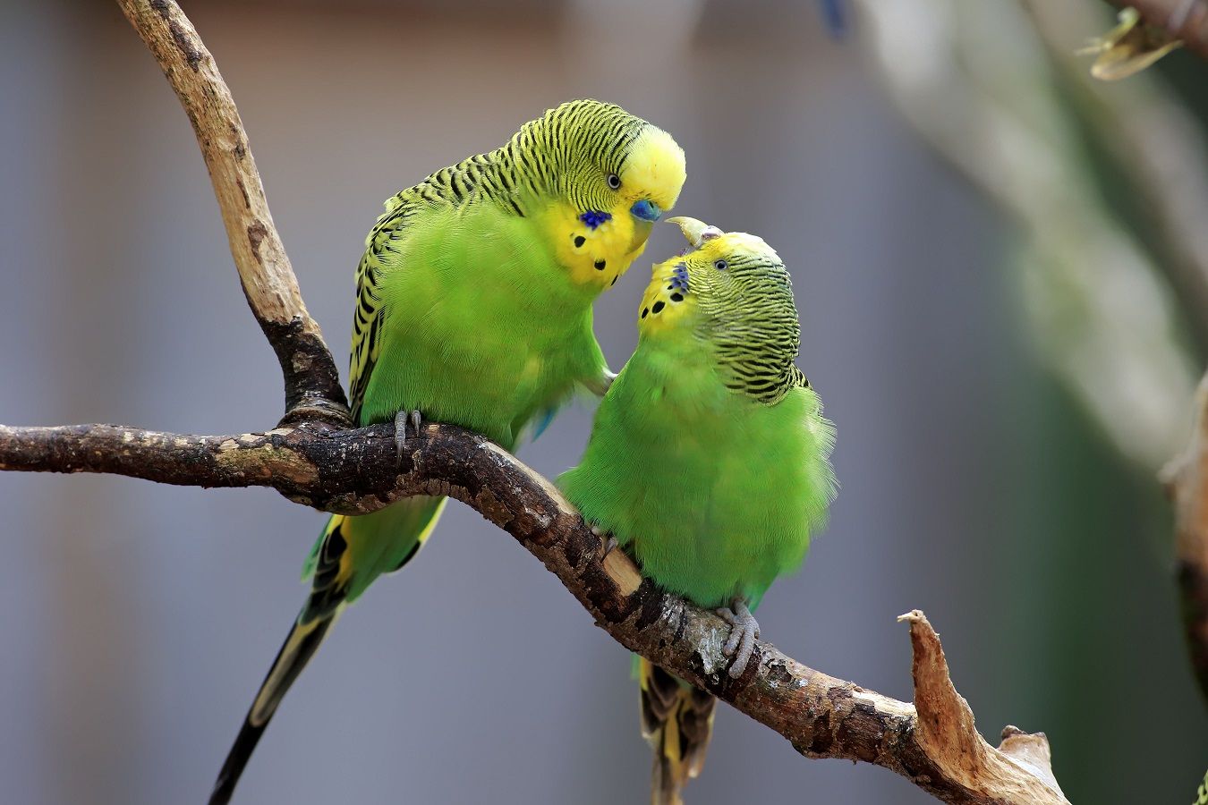 budgerigar--574849531-5b4bf06ac9e77c0037012805-939440744.jpg