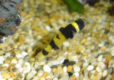 Bumblebee_goby2.jpg