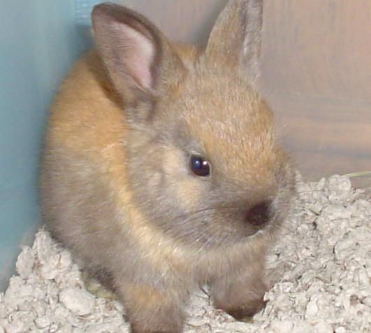 bunz4.jpg