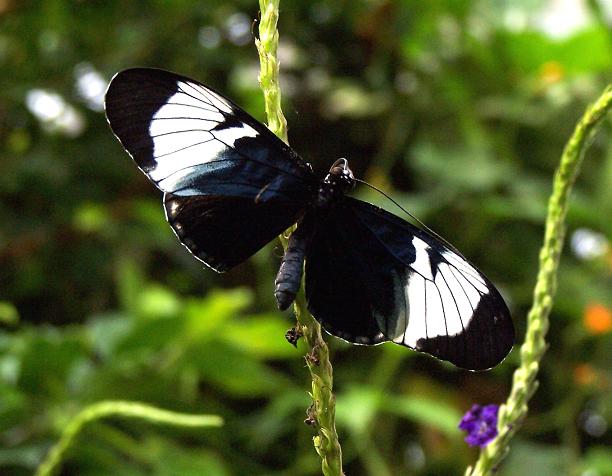 butterfly.jpg
