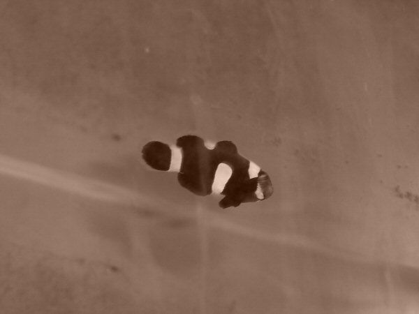 BW_CLOWN_FISH.jpg