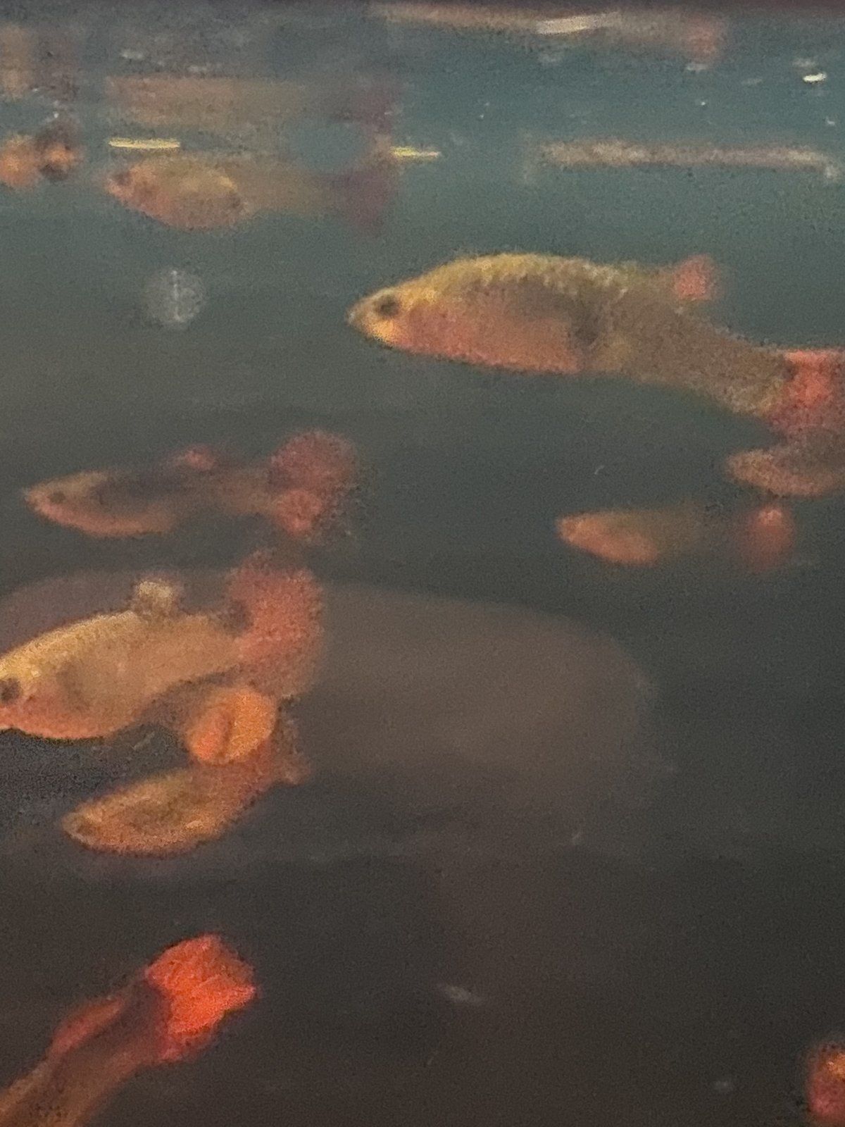 C1862F94-5832-4336-8290-19D280DB66C0.jpeg