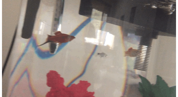 C4E73D0B-FC38-419A-A679-883E7148782D.gif