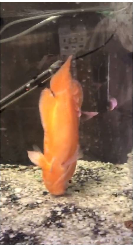 Capture.JPG