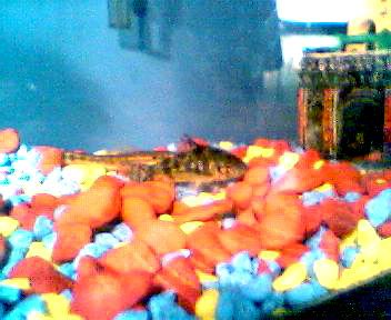 catfish01.jpg