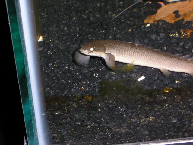 catfish_037.jpg