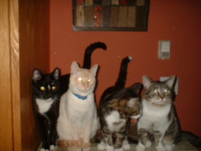Cats3.JPG