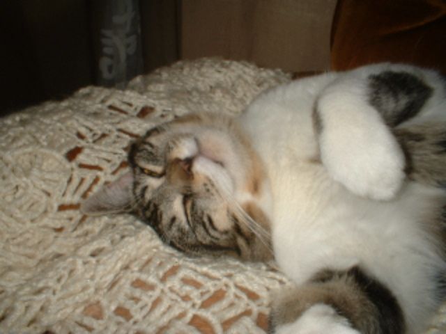 Cats4.JPG