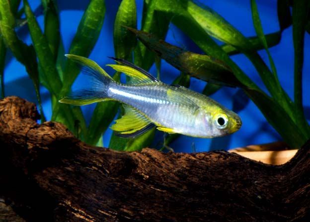 celeb rainbow fish.jpg