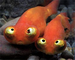 CelestialEyeGoldfishWFG_Cn4D4774_med.jpg