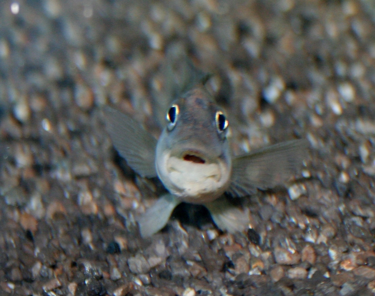 cg gibbiceps.JPG