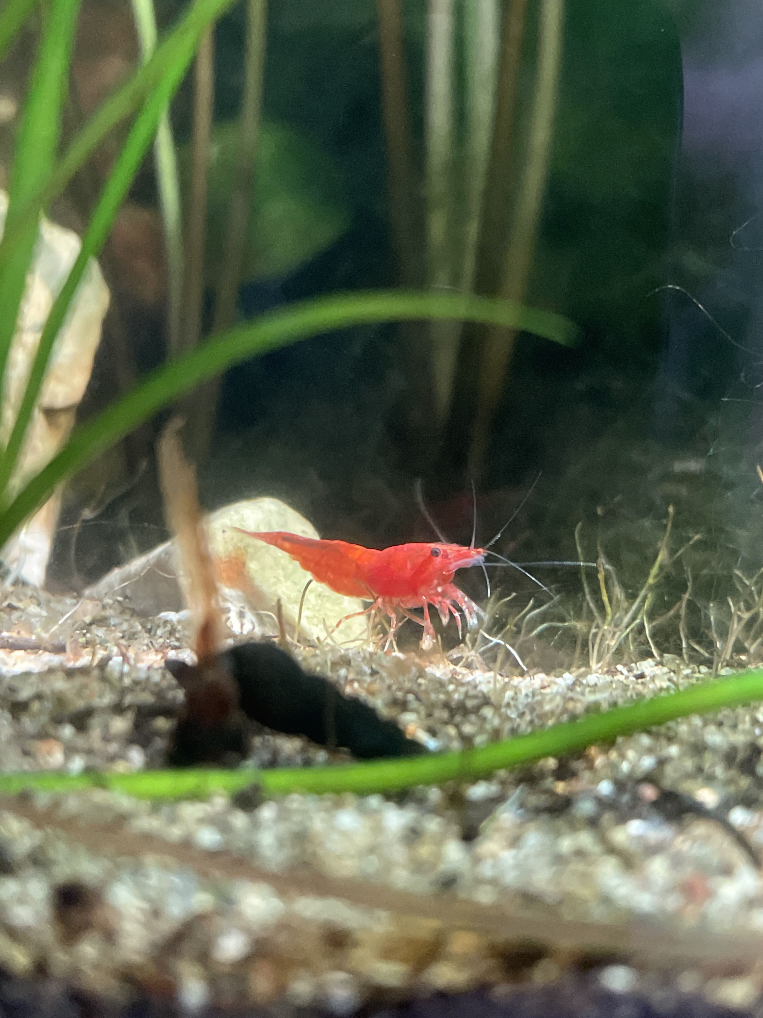 Cherry shrimp