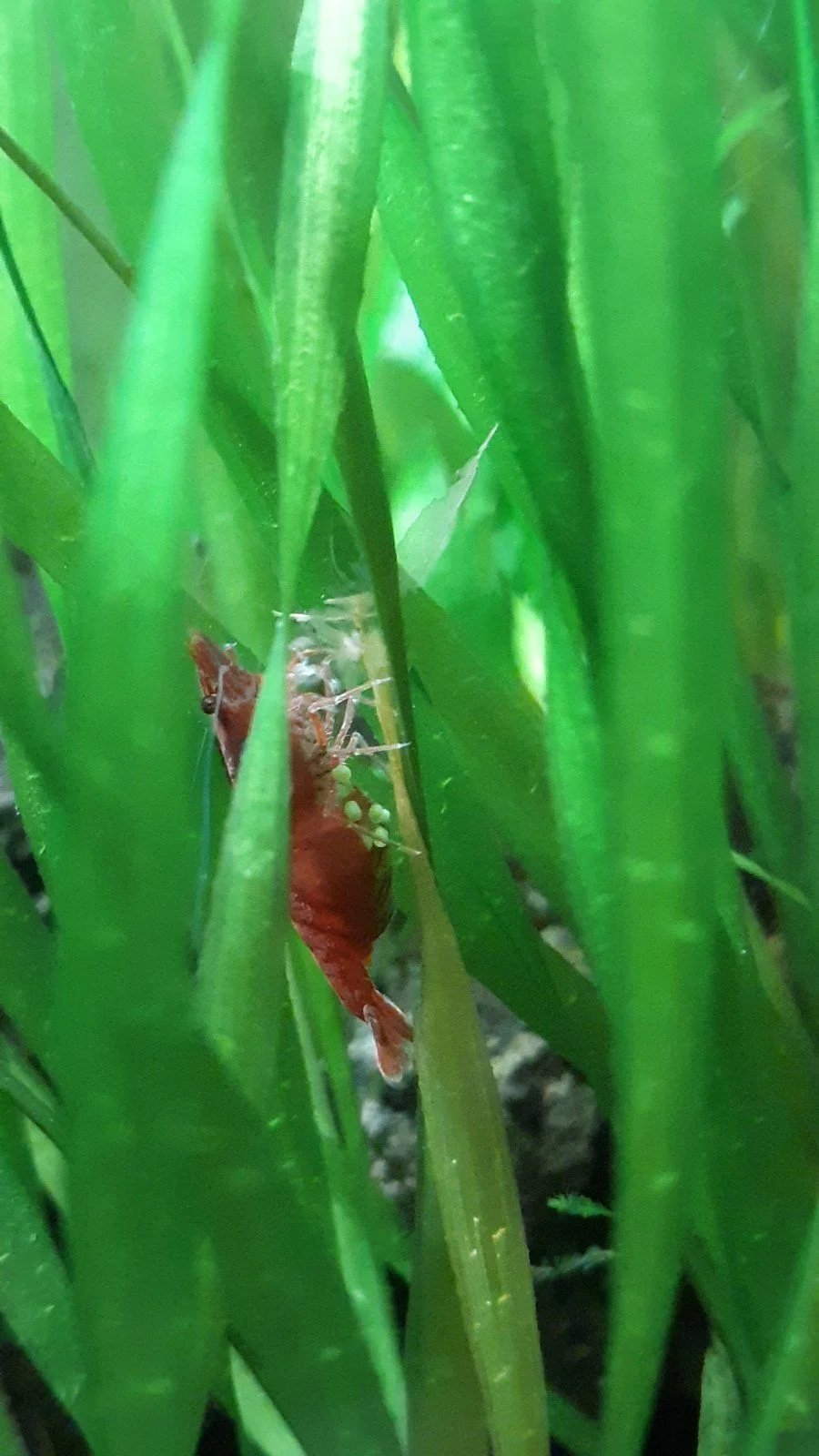 Cherry_Shrimp_Eggs.jpg