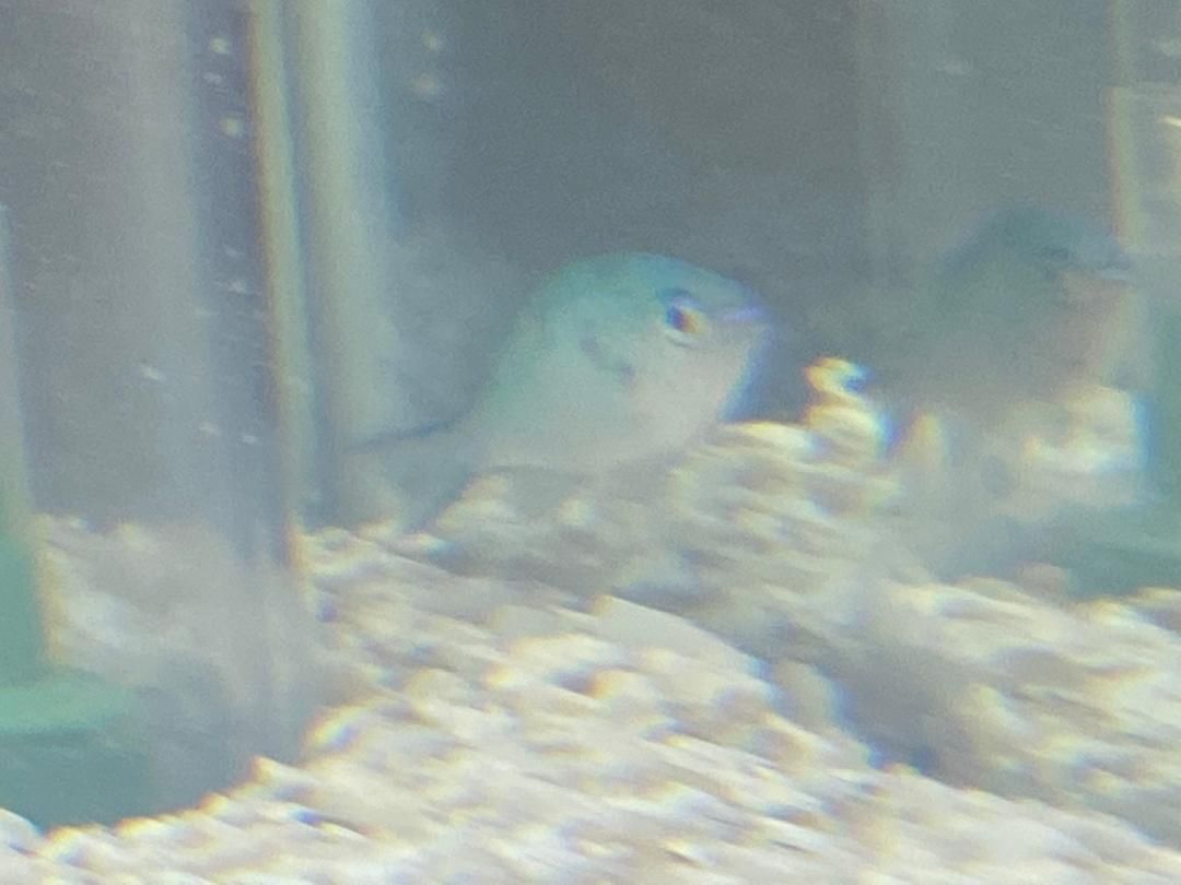chromis spot 2.jpg