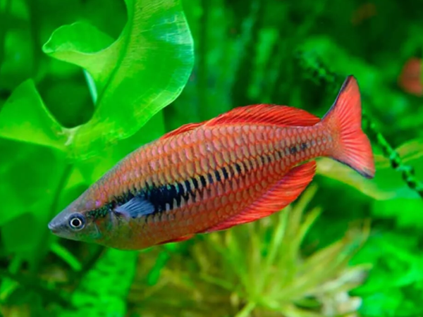 Cichla-orinocensis-Orinoco-Peacock-Bass-6.png