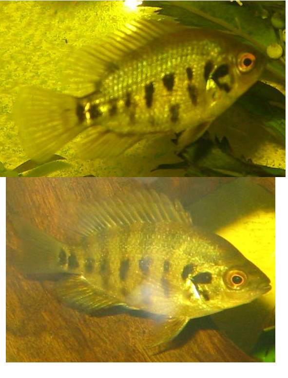 Cichlid1.jpg