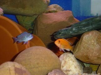 Cichlid__1_.JPG