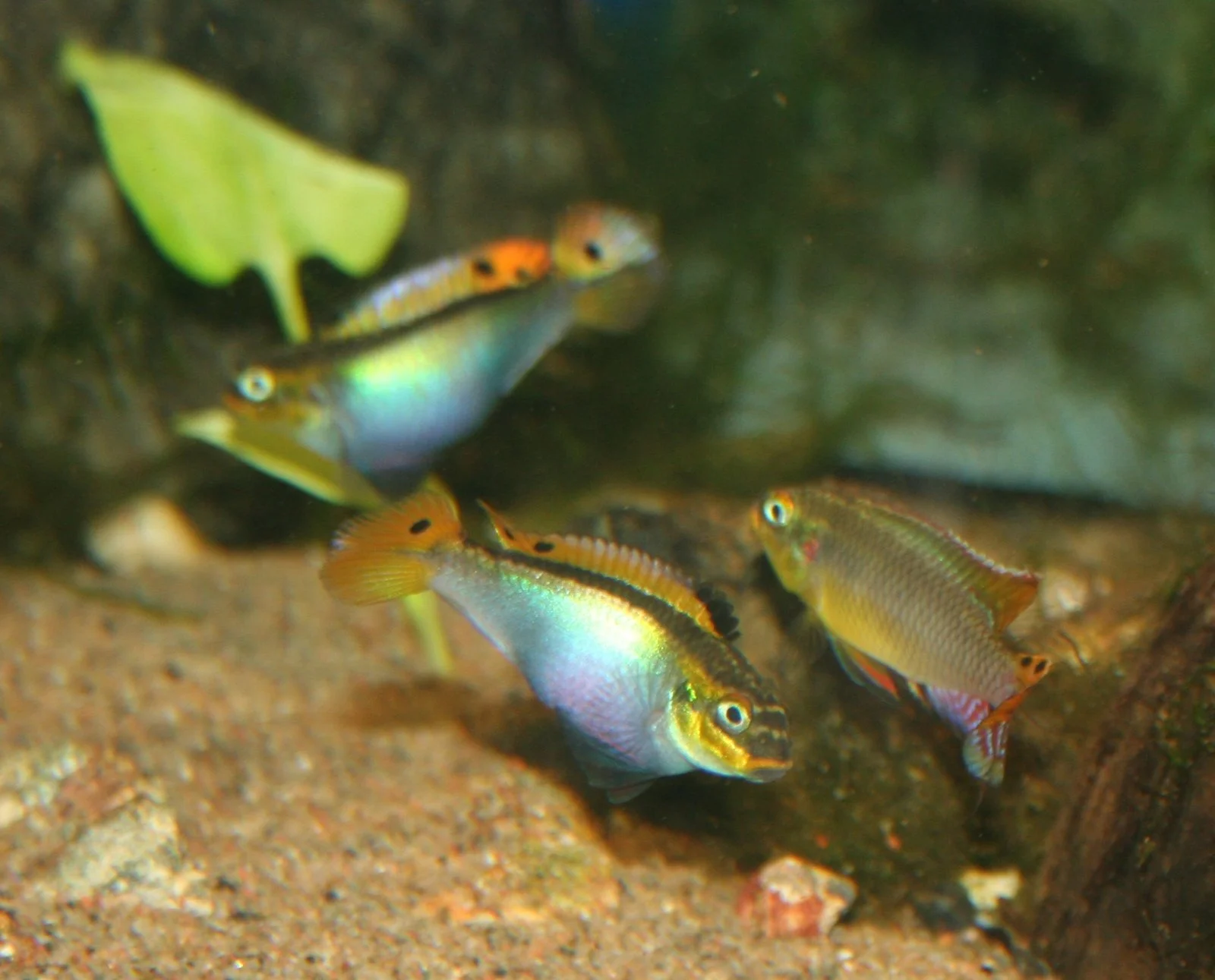 cichlids dec2011 025.JPG