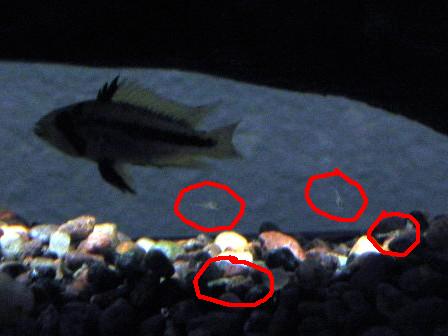 circled_fry.jpg