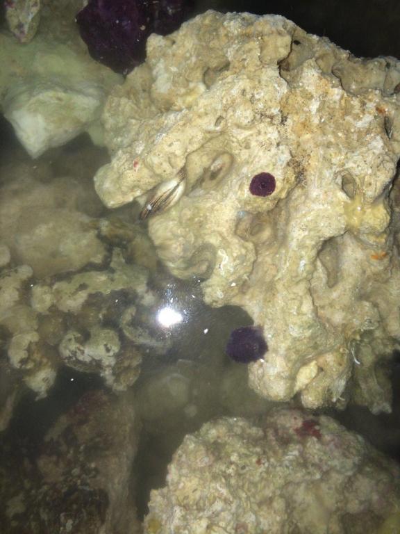 clam.JPG