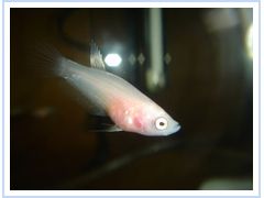 clear_fry_Flash.jpg