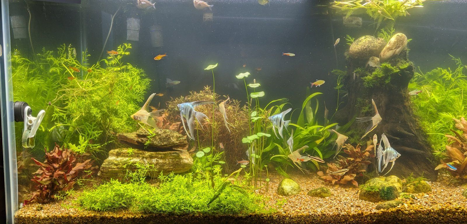 Clearer Tank.jpg