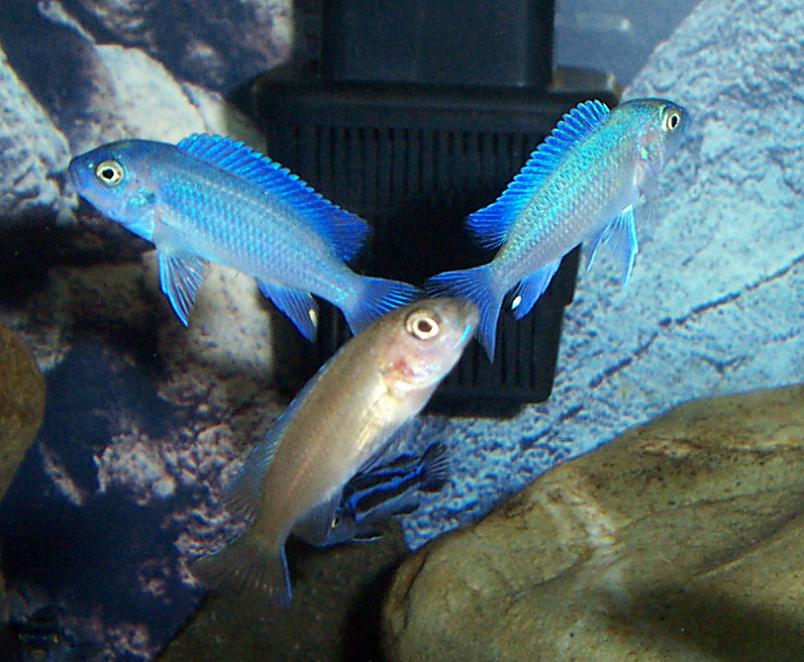 cobalt_choreography1.JPG