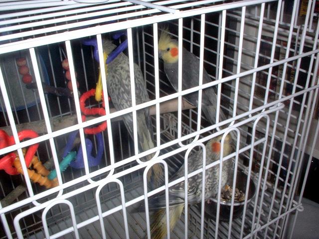 cockatiels.JPG