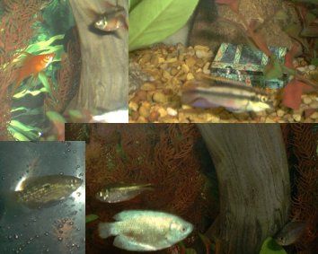 collage1.jpg