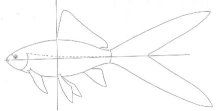 Comet_Goldfish.jpg