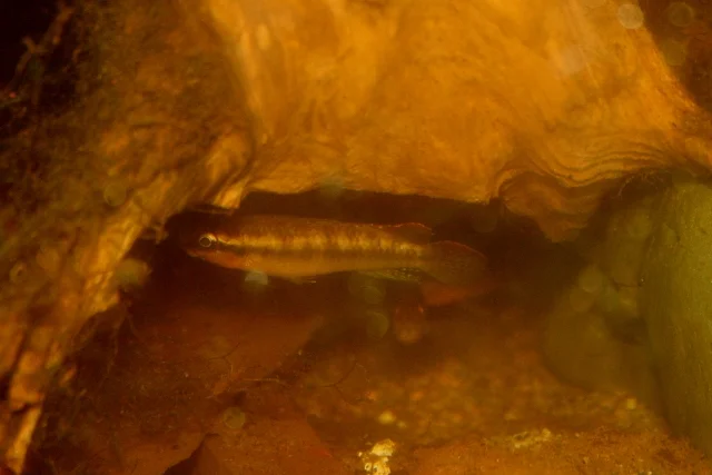 congochromis 006 (640x427).webp