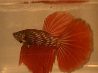 CopperDragonMale.JPG